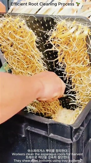 Efficient Root Cleaning Process 🌱 | 아스파라거스 뿌리 분리 공정 효율 극대화