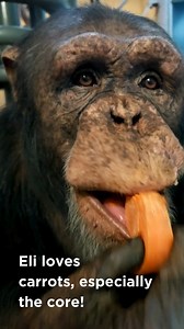 Chimpanzee Day is extra special as we celebrate not one, but two troops at the zoo! Meet Eli, Susie, Patrick, Zachary, and Magadi, chimpanzees rescued from the entertainment industry and other unsuitable situations. Over the years, we’ve had the honor of helping them rediscover how to be chimps again, and they are a powerful reminder that primates aren’t pets. 💚 There’s still more work to do for primates everywhere. Whether it’s on zoo grounds or online, we’re taking action every day, and you c