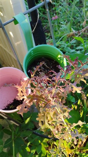Red oak leaf lettuce that actually made it all the way through the heat of a Florida summer..... It did finally go to seed. My granddaughters planted it in June. You can bet I'll be saving the seeds from this tiny little plant! | Grandma's Florida Garden | Facebook