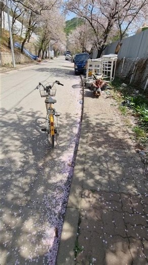 Wujud Bunga Sakura #short #shorts