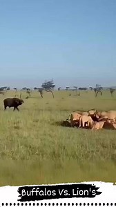 Buffalos Vs. Lion's #bdreels #fbpost2025シ #fbreels23 #fbpost2024 #fbyシvideo #fbreelsfypシ゚viral #Update #facebookreelsfollowers #fbreelsfypシ゚viralシ #usa #fbreelsfypシ゚ #fbviralreels #facebookreelsviral #indian #facebookviral #animals #facebookreel #indonesia #facebookpost #Pakistan #FacebookPage #thailand #bangkok #Bangladesh #uk #DhakaBangladesh #thai #UnitedStates #dubai #lions #lionking #buffalo #wildlife #wildlifephotography #wildanimals #wildlifeplanet #animalphotography #animallover #naturel