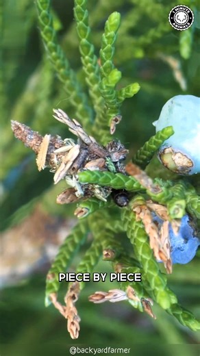 1.7K views · 27 reactions | Creature of the day: The Bagworm...