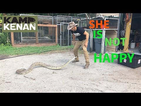 Meet My New ANGRY Indian Python
