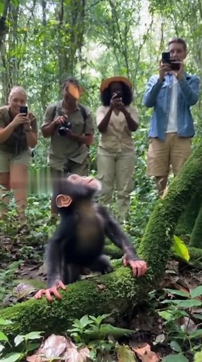 Cute baby gorilla wanna catch butterfly ❤️ #orangutans #gorilla #wildlife #animals #chimpanzee #fblifestyle | Tagob Reel