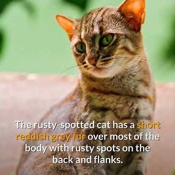 Rusty-spotted cat || Descriptions and Facts!