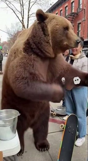 cat and bear giving out free hugs