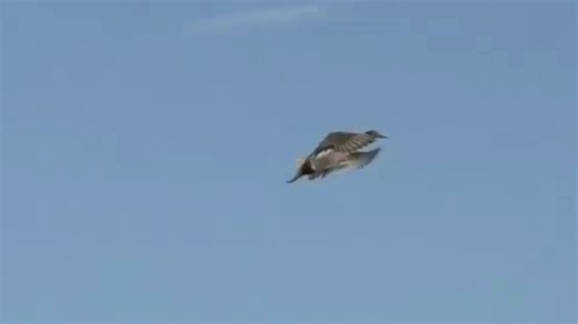 Duck hunting || Goose hunting ||Hunting videos of duck and goose