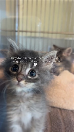 #iykyk We’re so happy to be up and running to share these cuties! ♥️😂 While not available for adoption, we have so many adorable pets ready to meet you! Visit www.PHS-SPCA.org to see the full list! #outage #phsspca #adoptdontshop | Peninsula Humane Society & SPCA