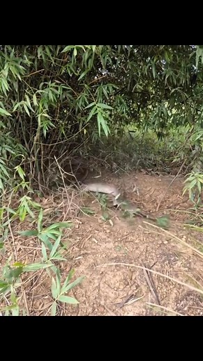 🚨Un python adulte interpelle un agouti innocent 😨 | SUD COMOÉ