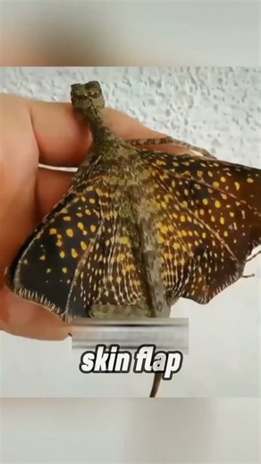 3 Incredible Flying Creatures That Are NOT Birds 🤯✨