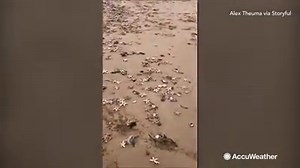22K views · 422 reactions | In the aftermath of Storm Emma, thousands of starfish were seen washed ashore in Kent, United Kingdom: | AccuWeather | Facebook