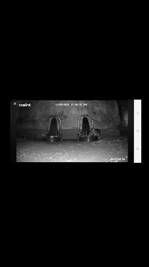 318K views · 3.7K reactions | Another successful trapping with the black cat trap under the floor boards of a house. #professionalpestcontroller #pestspecies #pestcontrol #EnvironmentalManagement #rats #viral | vermin control Scotland | Facebook