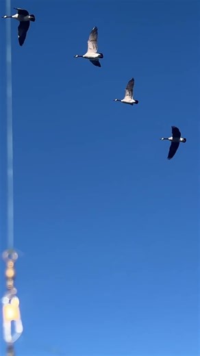 Geese Migration: It Is Fun To Watch Thousands Of Geese Flying In The Air: Incredible Sight: #nature