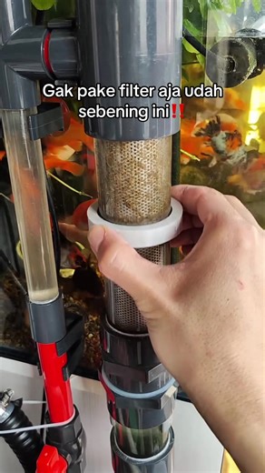 Kejernihan Aquarium Tanpa Filter