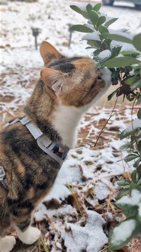 Snow Kitties! Pandora and Millie go outside #shorts #cat #funnycats