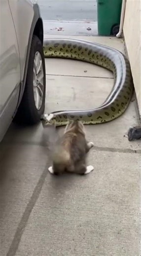 Tiny House Cat vs Giant Anaconda in the Driveway #Shorts