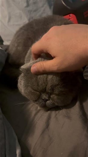 Life of Taco the cat!!!