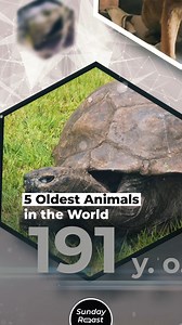 5 Oldest Animals in the World | Sunday Roast