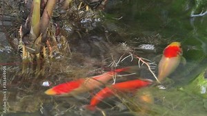 Colorful koi goldfish spawning in garden pond. Also known as inli in Mandarin Chinese or nishikigoi, koi are are colored varieties of the Amur carp. They kept as pets water gardens.
