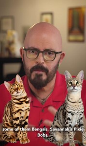 There is a distinct possibility that hybrid cats like Bengals and Savannahs will be banned in the UK. I've got a pretty strong opinion on this! Come join the conversation- I'm live chatting right now on my YouTube channel. Link in comments!👇 | Jackson Galaxy
