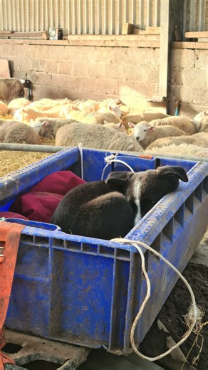POV: You blinked and suddenly your little buddy is all grown up 🥹 #puppy #collie #bordercollie #sheepdog #farmlife