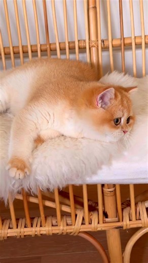 Cattery English Rose on Reels