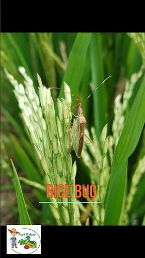 How to identify RICE BUG on Your Plants! #farming101 #agriculture #insects #automobile