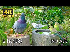 Cat TV NO ADS 😽 6 Hours of Fun Wild Birds & Curious Squirrels 🐦🐿️ - 4K HDR for Your Cat's Delight!
