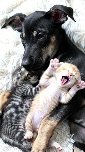 Puppy Hugs Kittens While Sleeping 🐶💕🐱