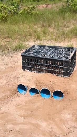 Wildlife Trap on TikTok