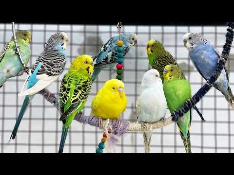 🦜 Happy Budgie Sounds | Parakeet Music to Make Them Happy & Relax