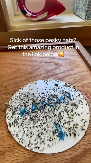 Effective Bug Catcher to Rid Your Home of Nats - Stop the Invasion Now!