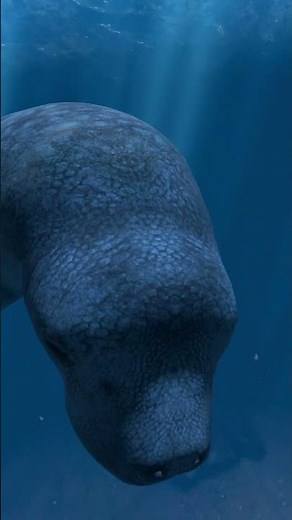 VR: Ocean Rift #meta