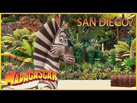 DreamWorks Madagascar en Español Latino | Es San Diego! | Madagascar | Dibujos Animado