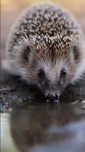 Witness the Secret World of Wild Hedgehogs Unforgettable Moments 🦔
