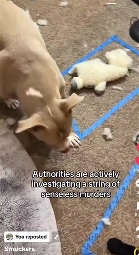 GrumpyIsHappy (@grumpyishappy)’s videos with original sound - GrumpyIsHappy