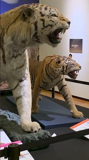 Is the lion the largest cat? No! → "Exhibition of Wild Cats of the World"