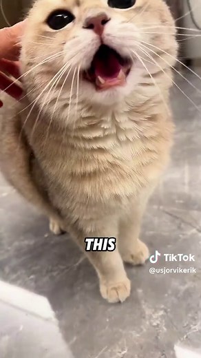 Do Cats Only Meow for Humans? Unveiling the Truth