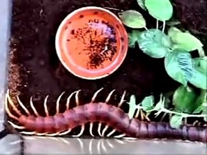 centipede-eating-mouse