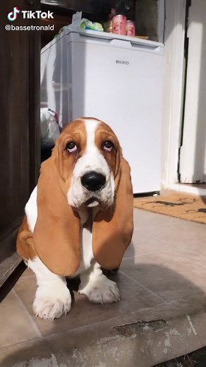 RonaldBasset on TikTok