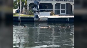 71K views · 387 reactions | This rare moment shows endangered Key deer leap into the water like pros. Yes, they can swim! | Humankind | Facebook