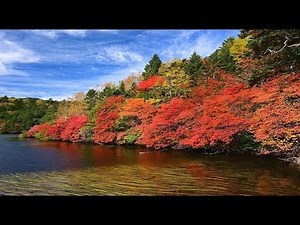 紅葉の白駒の池・4K