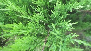Juniperus occidentalis, known as the western juniper, is a shrub or tree native to the western United States, growing in mountains at altitudes of 800–3,000 metres.