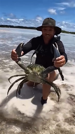 Giant Mud Crab🦀 This Giant Crab Can Break Your Finger | All About Animals @topfans The Giant Mud Crab (Scylla serrata), native to the Indo-Pacific, is a powerful mangrove-dweller known for its massive claws, which can break a finger. These crabs grow up to 3.3 pounds and 10 inches wide. Nocturnal and stealthy, they live in muddy tidal flats, feeding on everything from fish to decaying plants. They molt to grow, making them vulnerable during this process. Males have larger claws, while females c