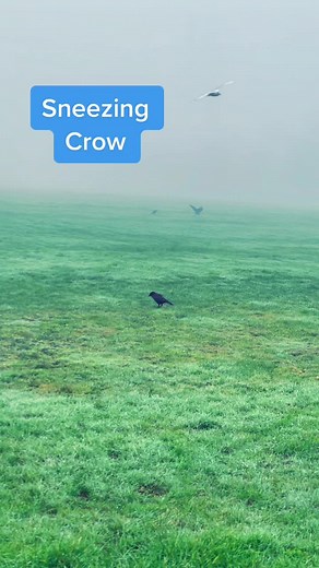 Understanding Crow Sneezing: What You Need to Know