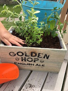 23 Uses For Fresh & Dried Mint - Homegrown Herb Garden