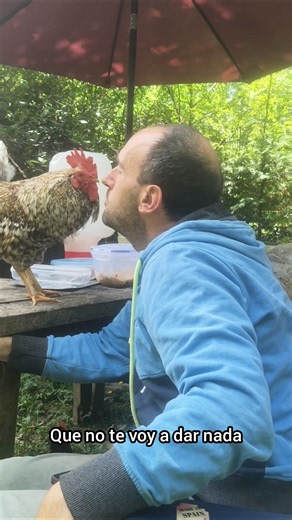 When you don't set limits for your rooster #pets