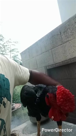 53K views · 1.6K reactions | உடுமலை நடராஜ் 9943909060 | Nataraj | Facebook