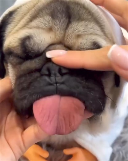 1.1K views · 45 reactions | So cute Cre: hoootdogs | Pug Overload | Facebook