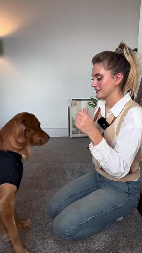 Touch is a great foundation skill to have! It’s super useful for recall and it’s the perfect introduction to capturing for both you and your dog! For more exercises like this check out the engagement games course linked in my bio! Remember to use the code TIKTOK for 10% off :) #dogtrainingtips #dogtrainingadvice #doglovers #goldenretriever #germanshepherd #AEHolidayCard